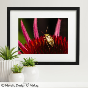 Skinnbagge på Echinacea, Solhatt - Makrofoto, Fotokonst - Poster - Tavla